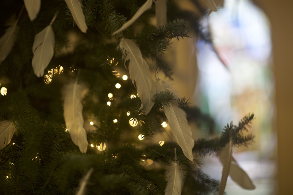 a close up of a christmas tree with lights