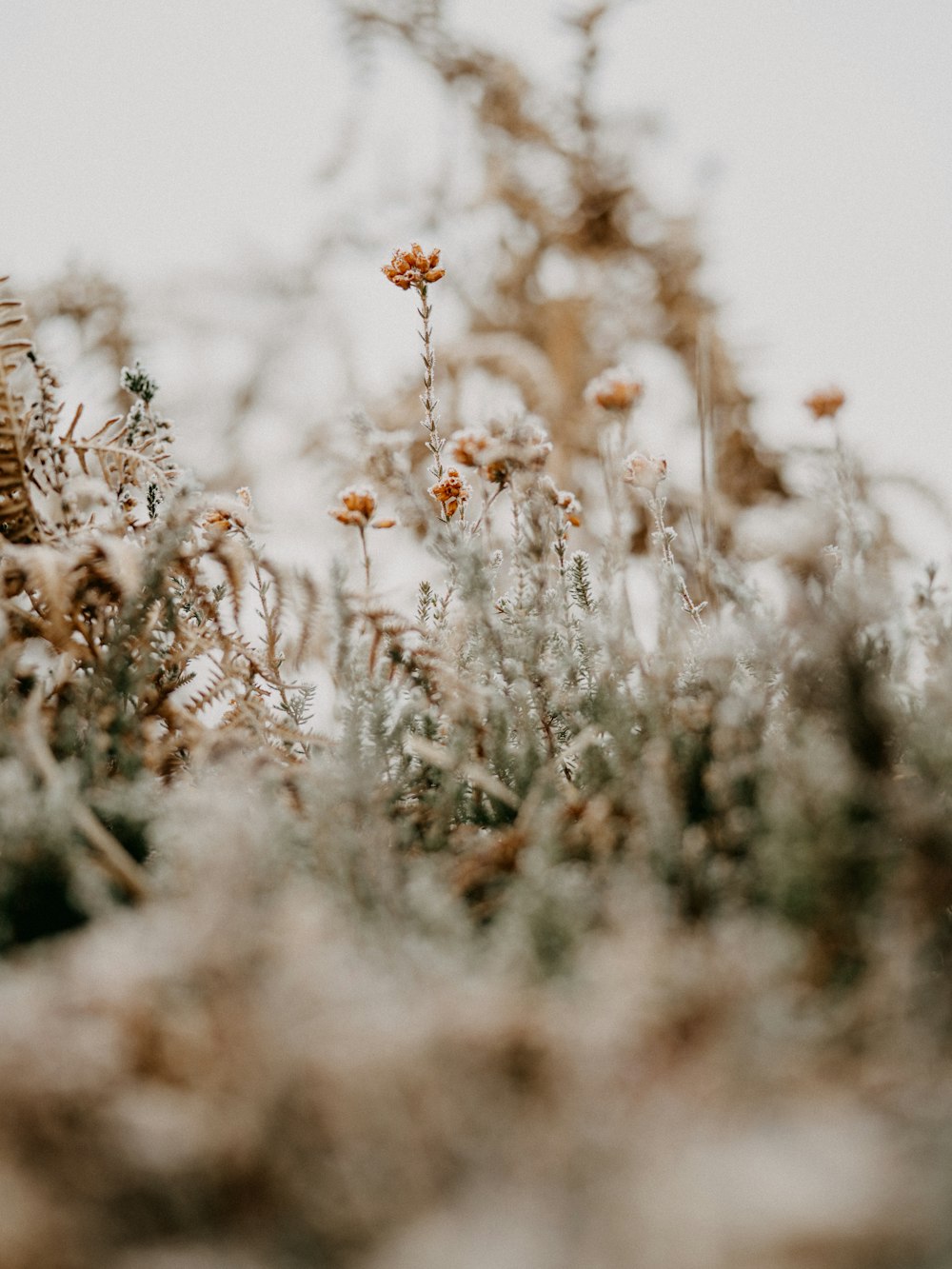 brown and white flowers in tilt shift lens