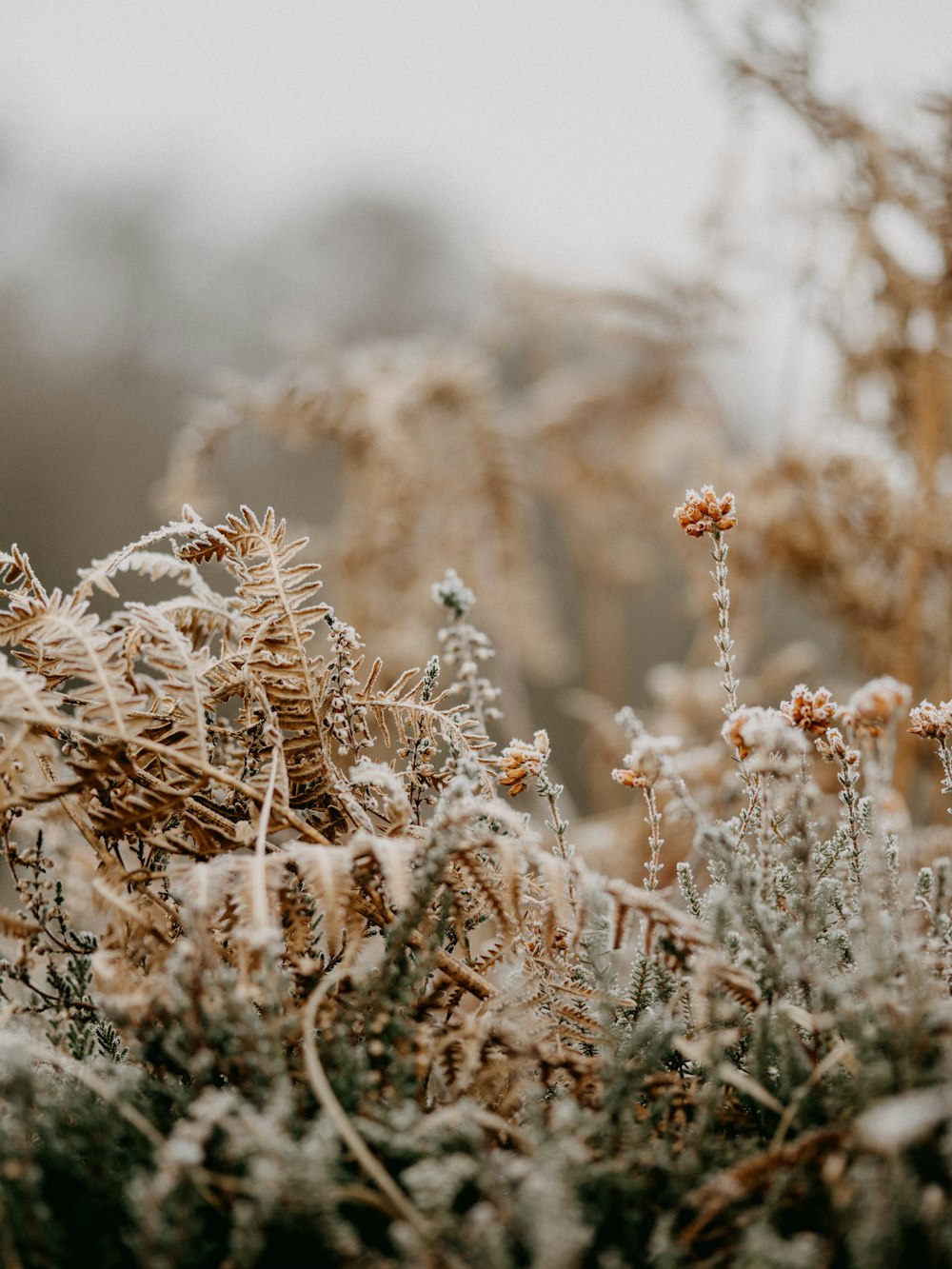 white flowers in tilt shift lens