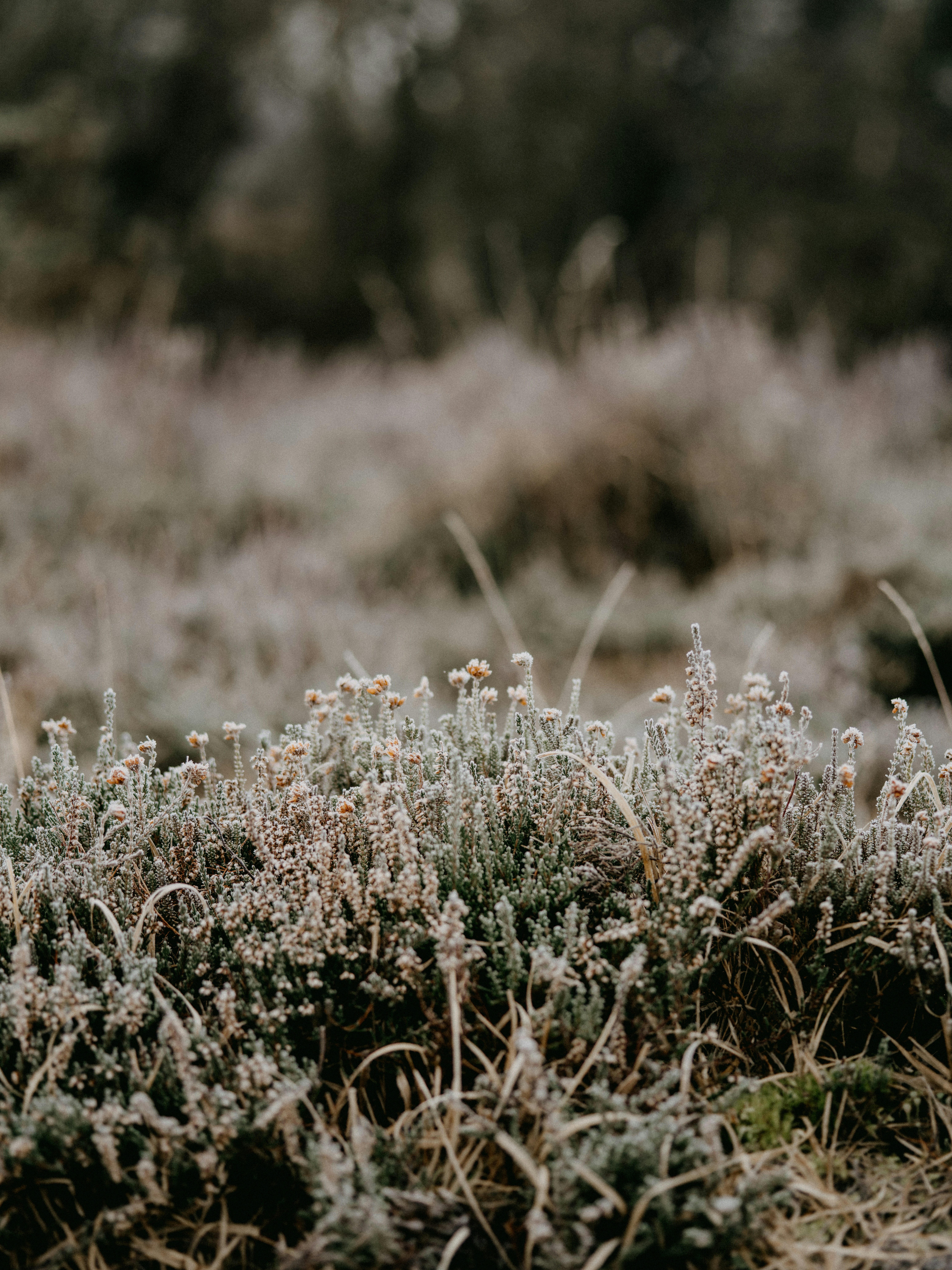 Photo by anniespratt