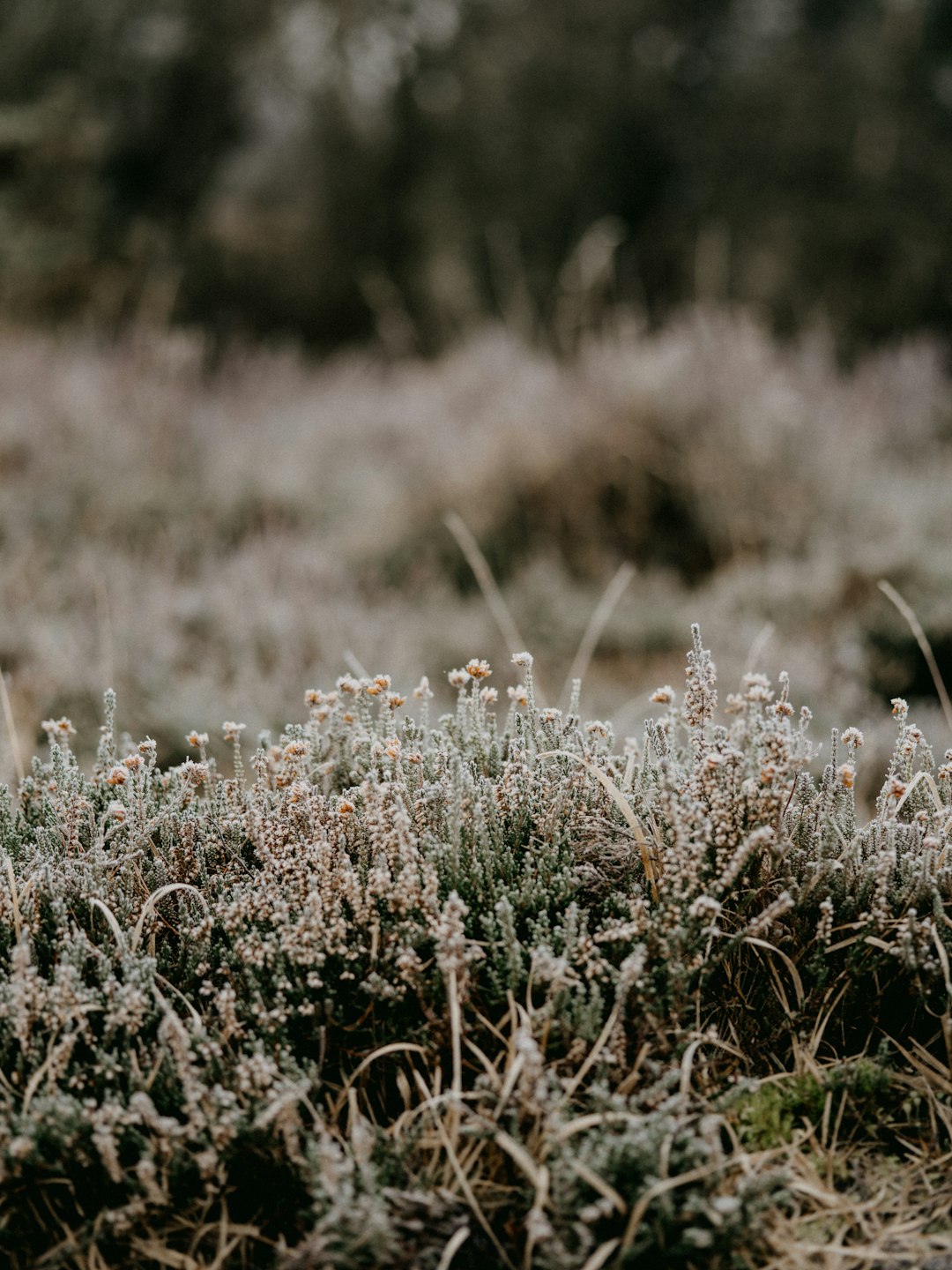 white flowers on brown grass during daytime