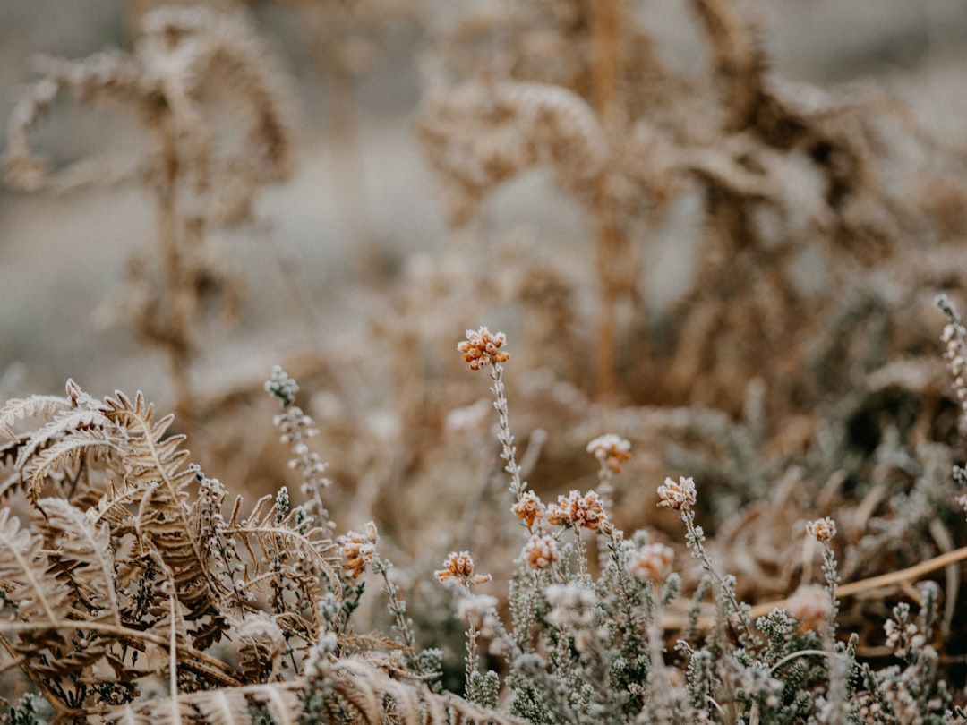 white and brown flower field during daytime