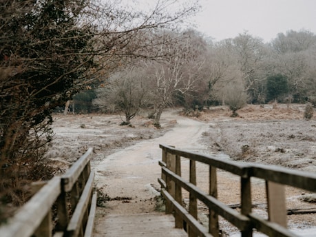 brown wooden fence near bare trees during daytime