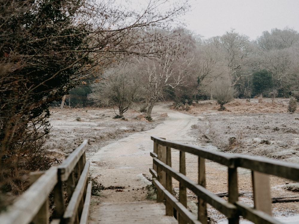 brown wooden fence near bare trees during daytime