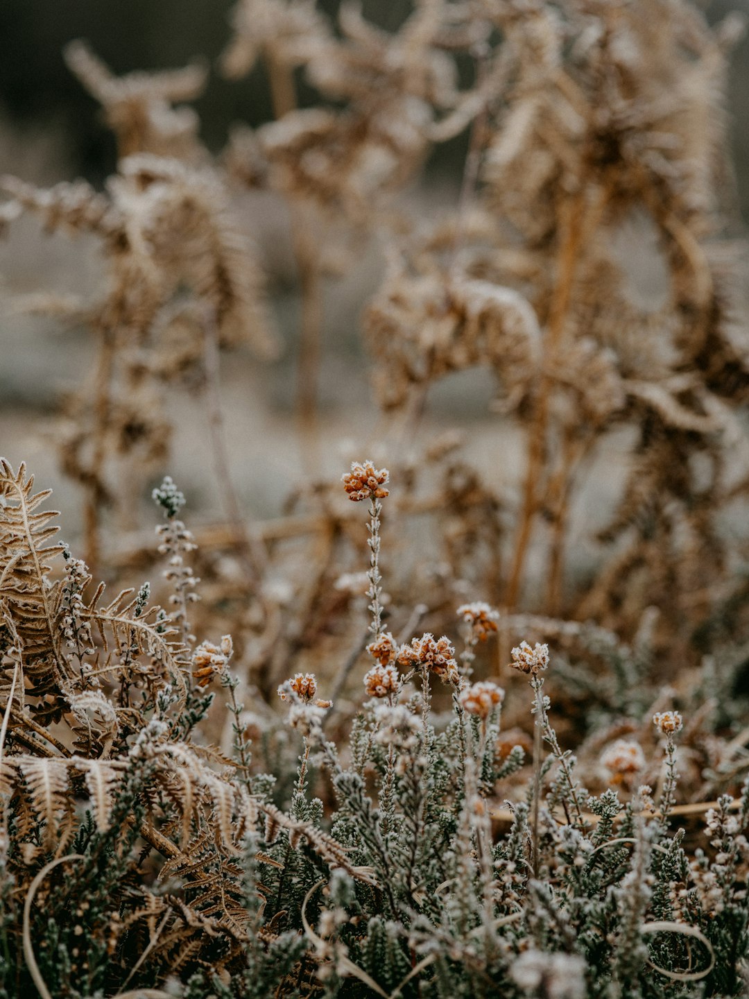 white and brown flower field during daytime