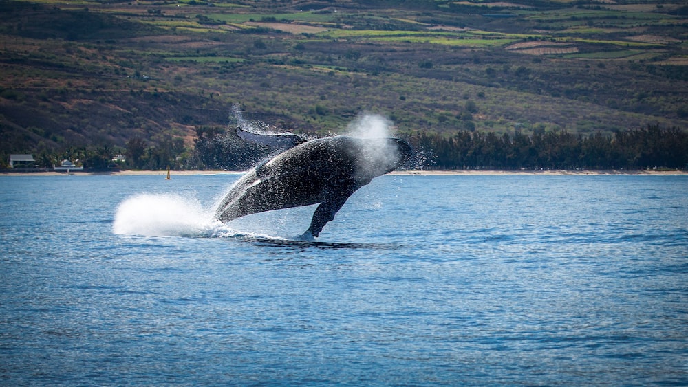 昼間は青い海でサーフィンをするブラックナガスクジラ