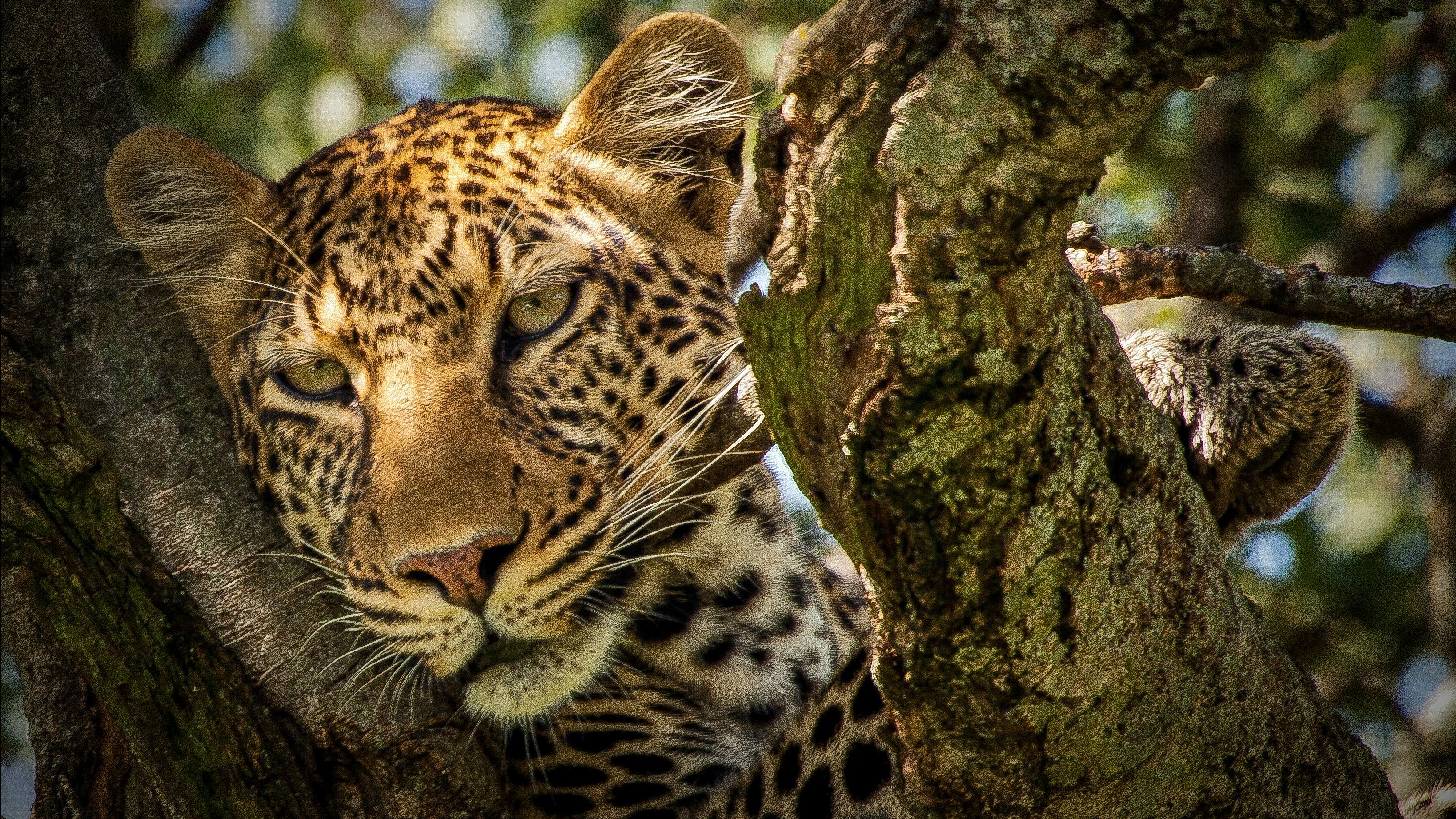 昼間の茶色の木のヒョウの写真 Unsplashで見つける動物の無料写真
