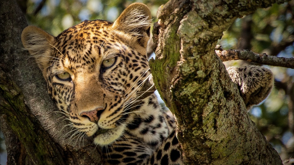 leopard on brown tree during daytime