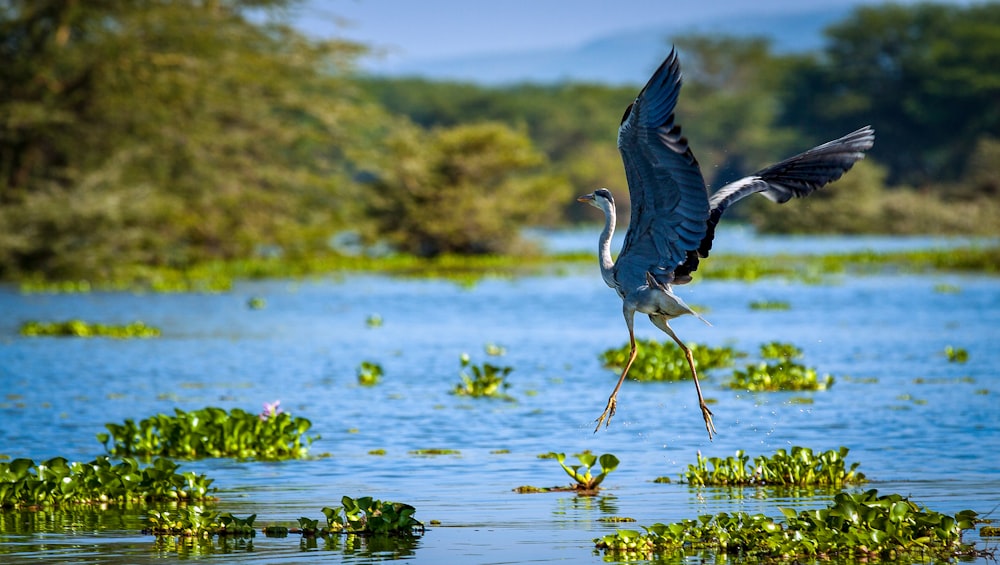 blue and white bird flying over the water during daytime