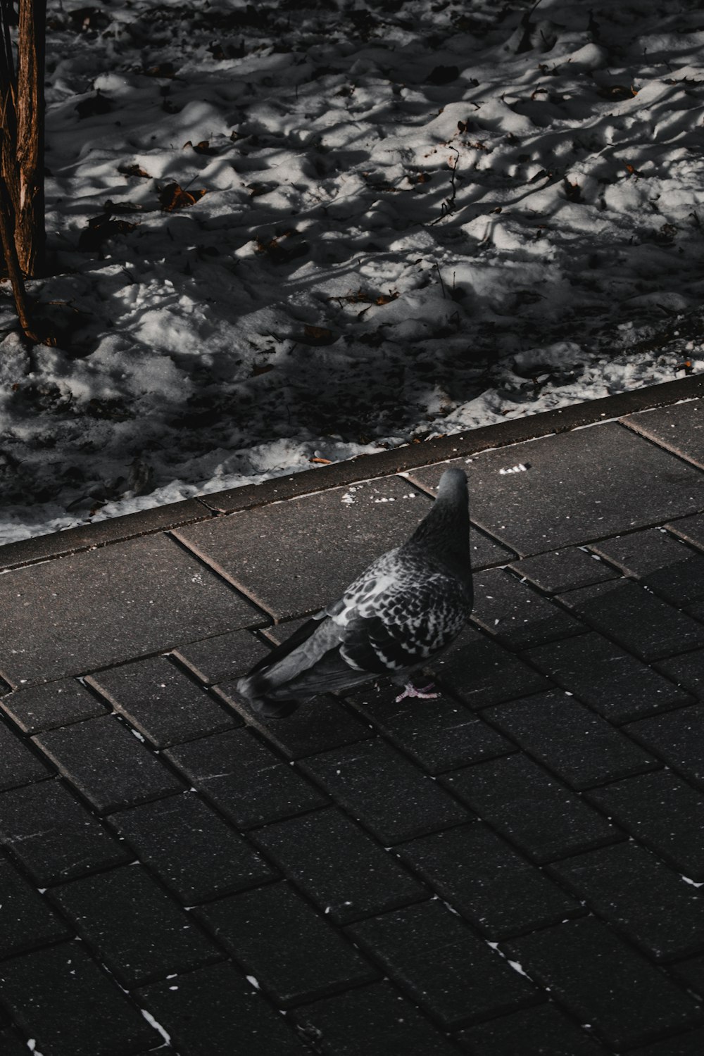 black and white pigeon on gray concrete floor