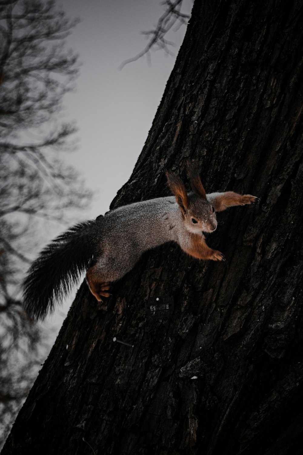 brown squirrel on brown tree trunk