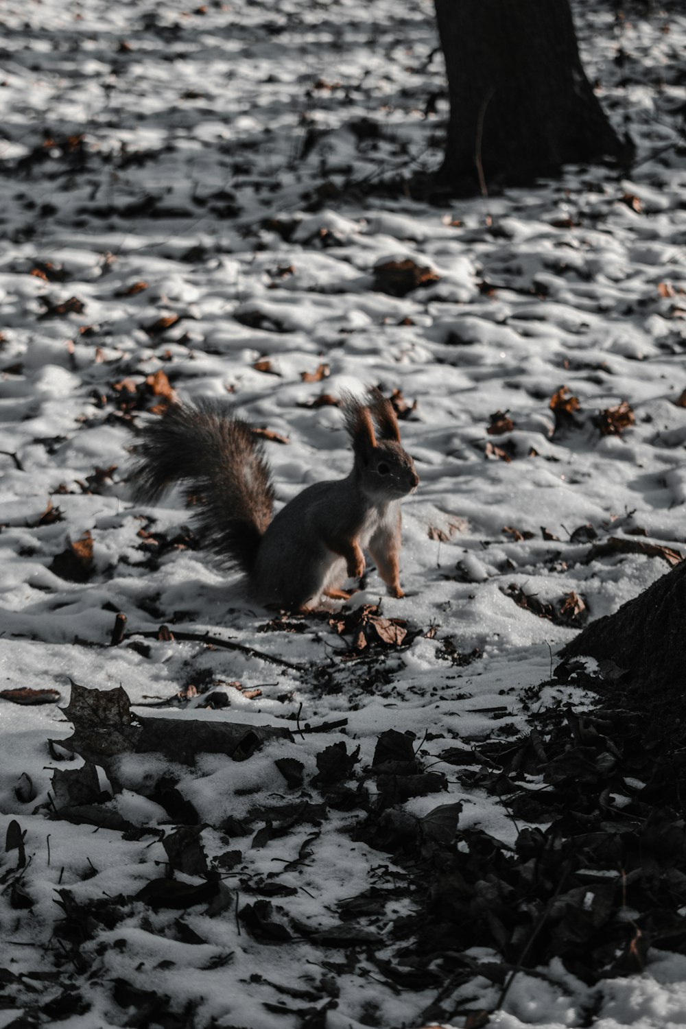 scoiattolo marrone su terreno innevato durante il giorno