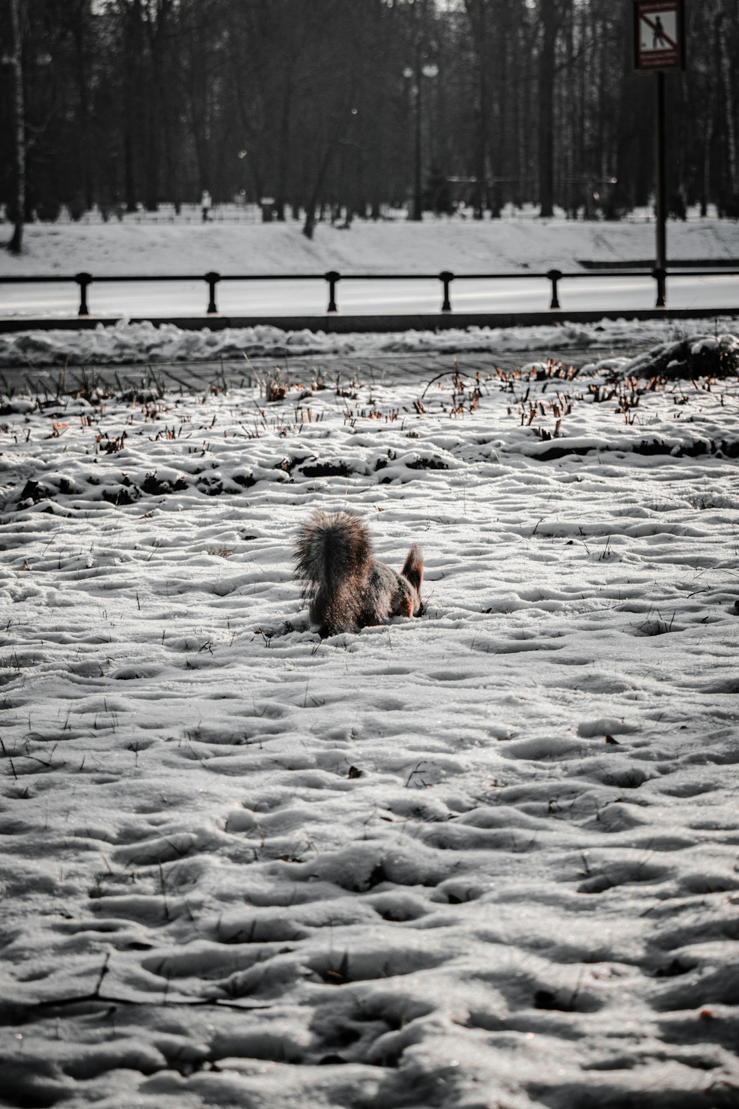 brown dog on snow covered ground during daytime