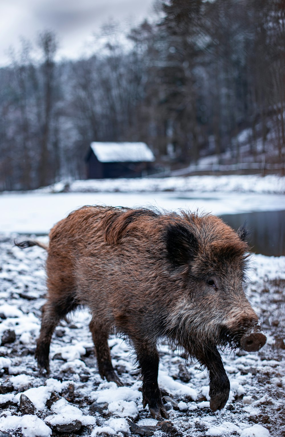 brown 4 legged animal on snow covered ground during daytime