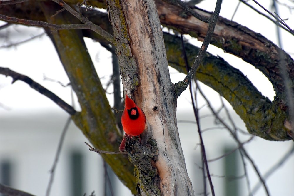 red bird on brown tree branch during daytime