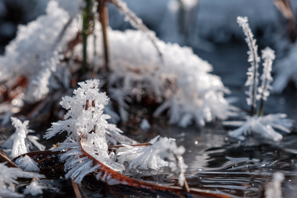 white snow on brown tree branch