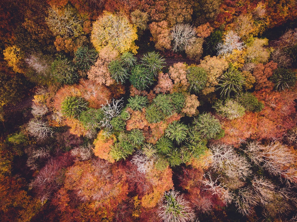 yellow and red leaf plant