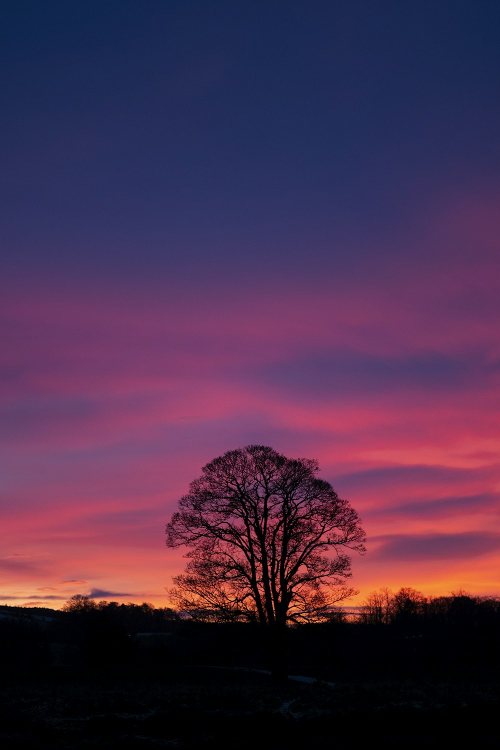 leafless tree under orange sky