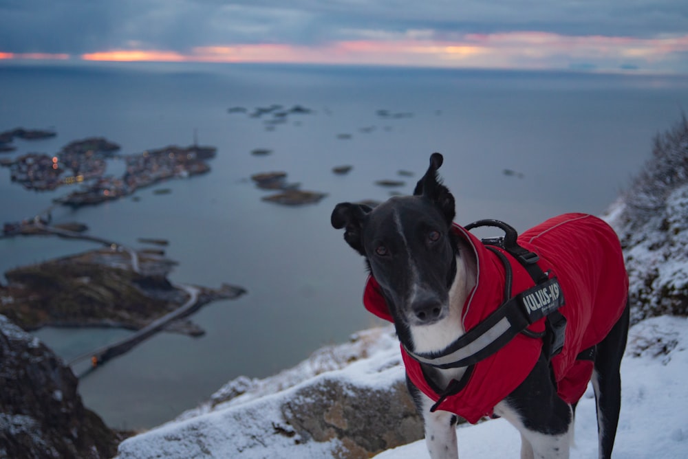 black and white short coated dog wearing red and black dog shirt sitting on rock during