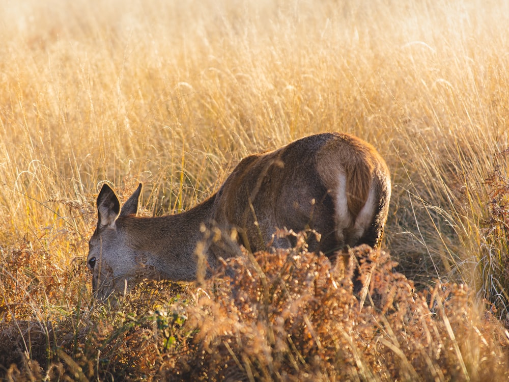 brown animal lying on brown grass during daytime
