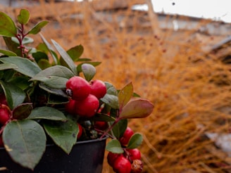 Close-up photo of vibrant fig and currant bushes growing in pots at the nursery.