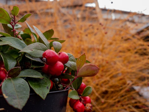 Close-up photo of vibrant fig and currant bushes growing in pots at the nursery.