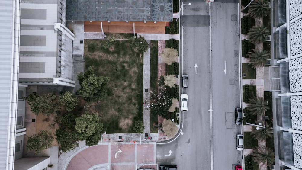 aerial view of green trees and road