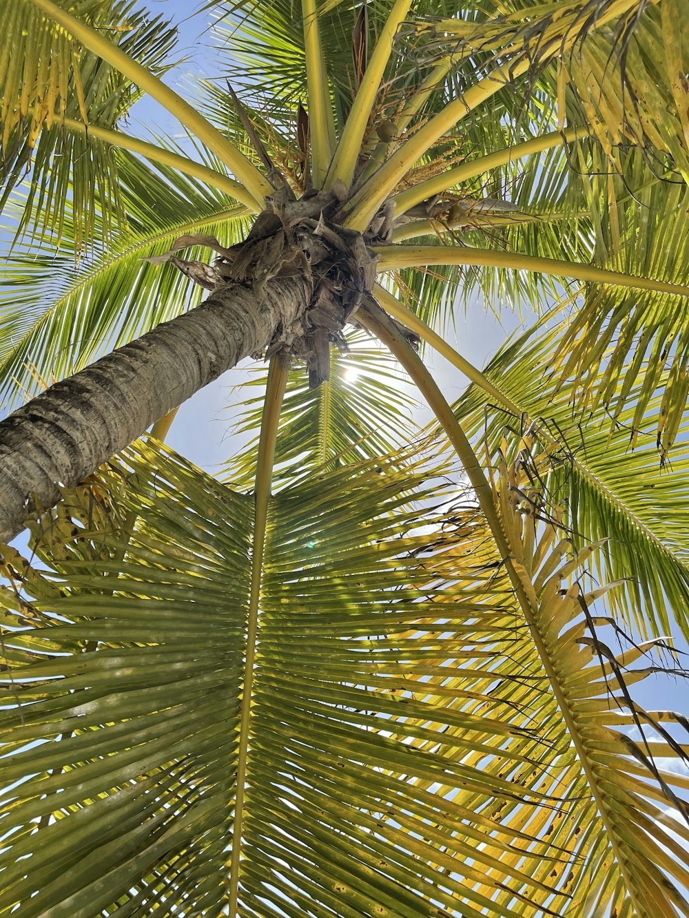 Palmera verde durante el día