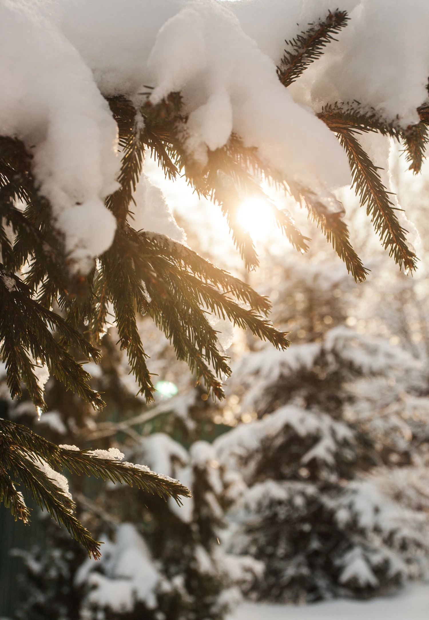 Snow-laden fir boughs with low winter sun behind them