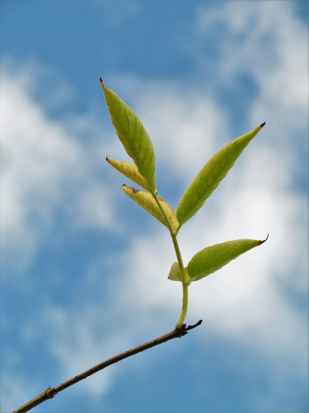 a branch with a green leaf against a blue sky with clouds