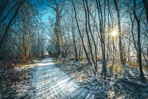 pathway between bare trees during daytime