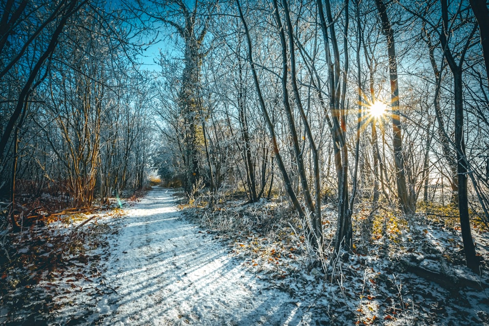 pathway between bare trees during daytime