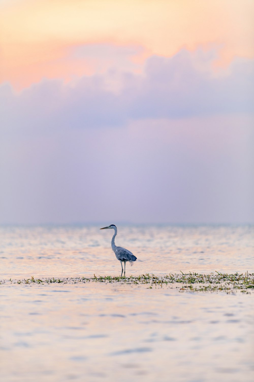 Un oiseau se tient dans l’eau au coucher du soleil