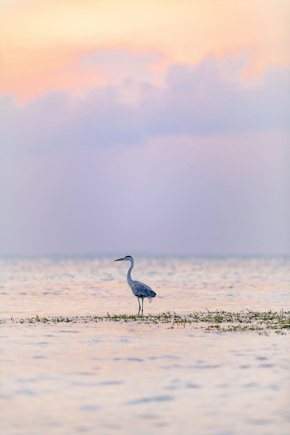 a bird is standing in the water at sunset