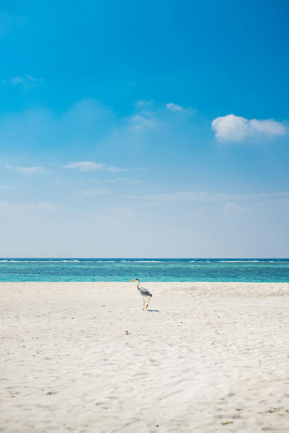 uma gaivota de pé em uma praia de areia perto do oceano