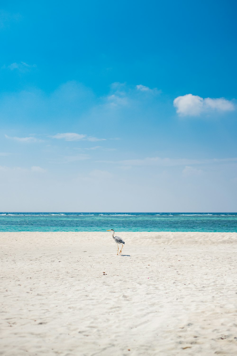 海の近くの砂浜に立つカモメ