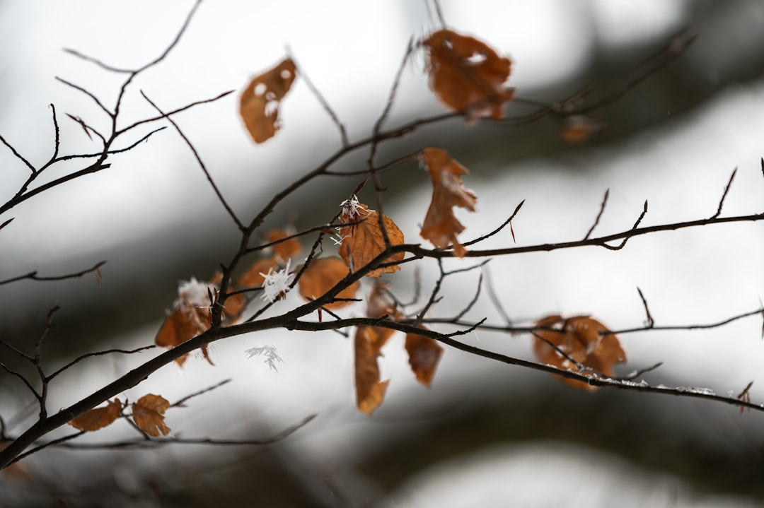 brown leaves on tree branch