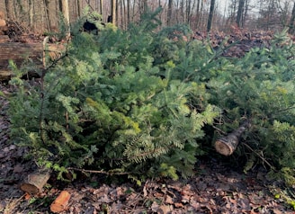 Several cut evergreen tree branches lie on a forest floor, with fallen leaves and logs surrounding them. The scene takes place in a wooded area with bare trees in the background during daylight.