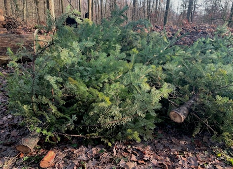 Several cut evergreen tree branches lie on a forest floor, with fallen leaves and logs surrounding them. The scene takes place in a wooded area with bare trees in the background during daylight.