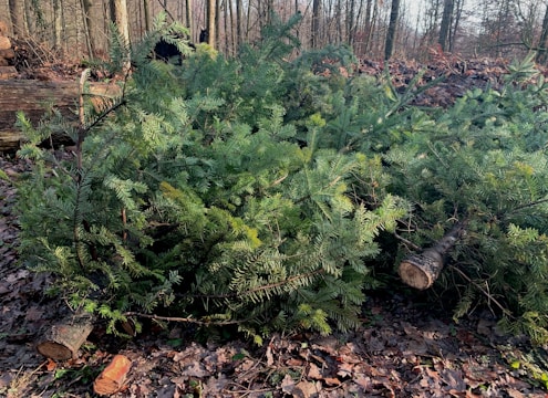 Several cut evergreen tree branches lie on a forest floor, with fallen leaves and logs surrounding them. The scene takes place in a wooded area with bare trees in the background during daylight.