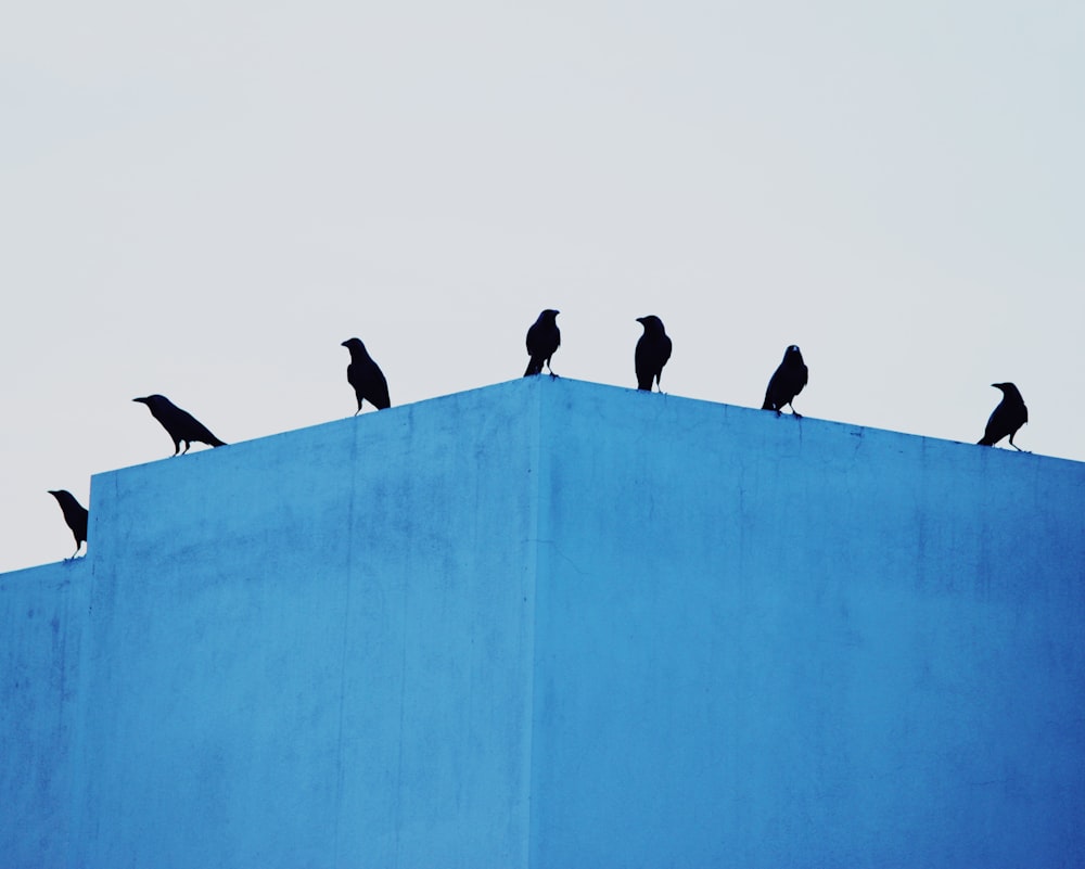 silhouette of birds on blue wall