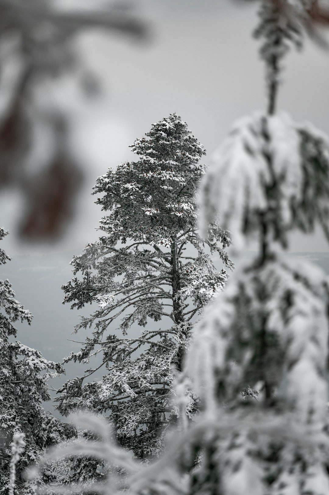 snow covered pine tree during daytime