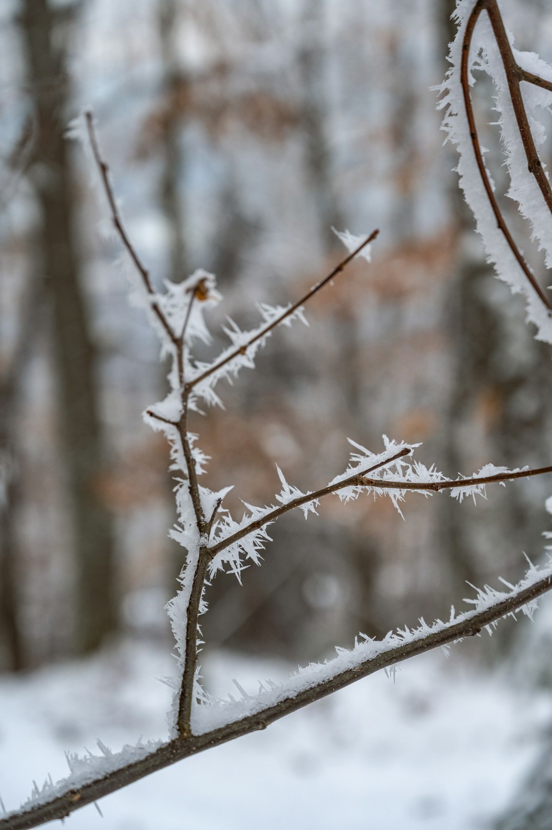 snow covered tree branches during daytime