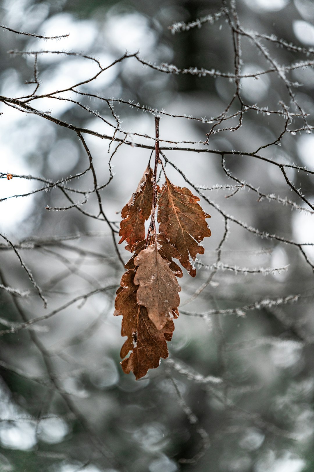 brown dried leaf on snow covered tree