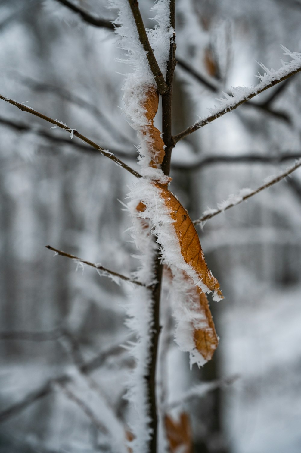 brown dried leaf on tree branch