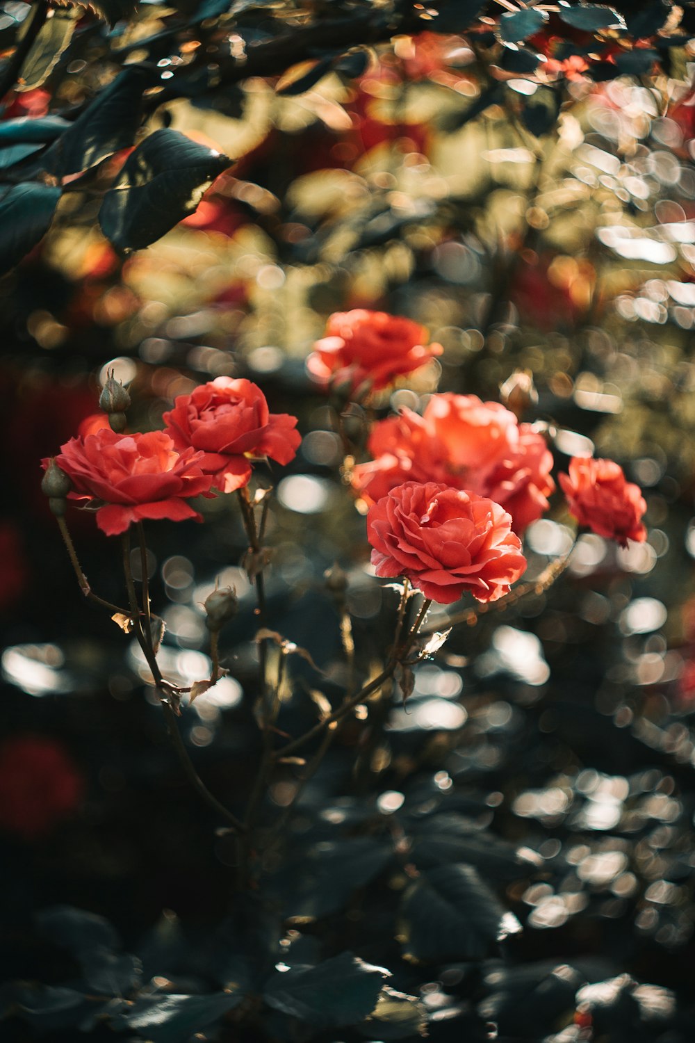 red roses in tilt shift lens