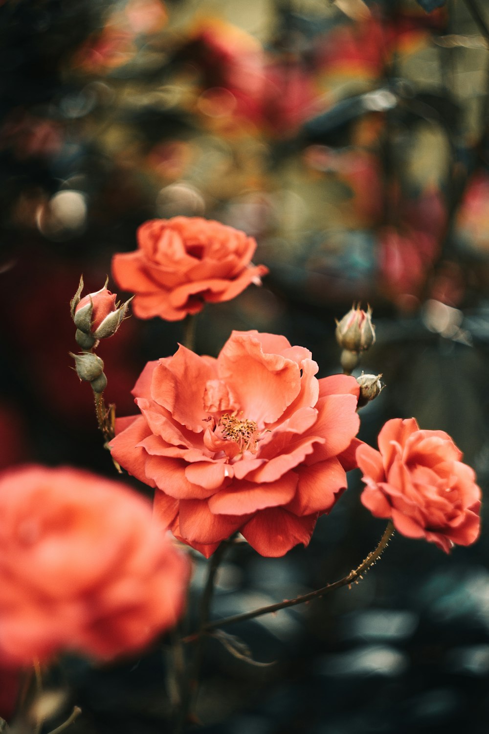 pink roses in tilt shift lens