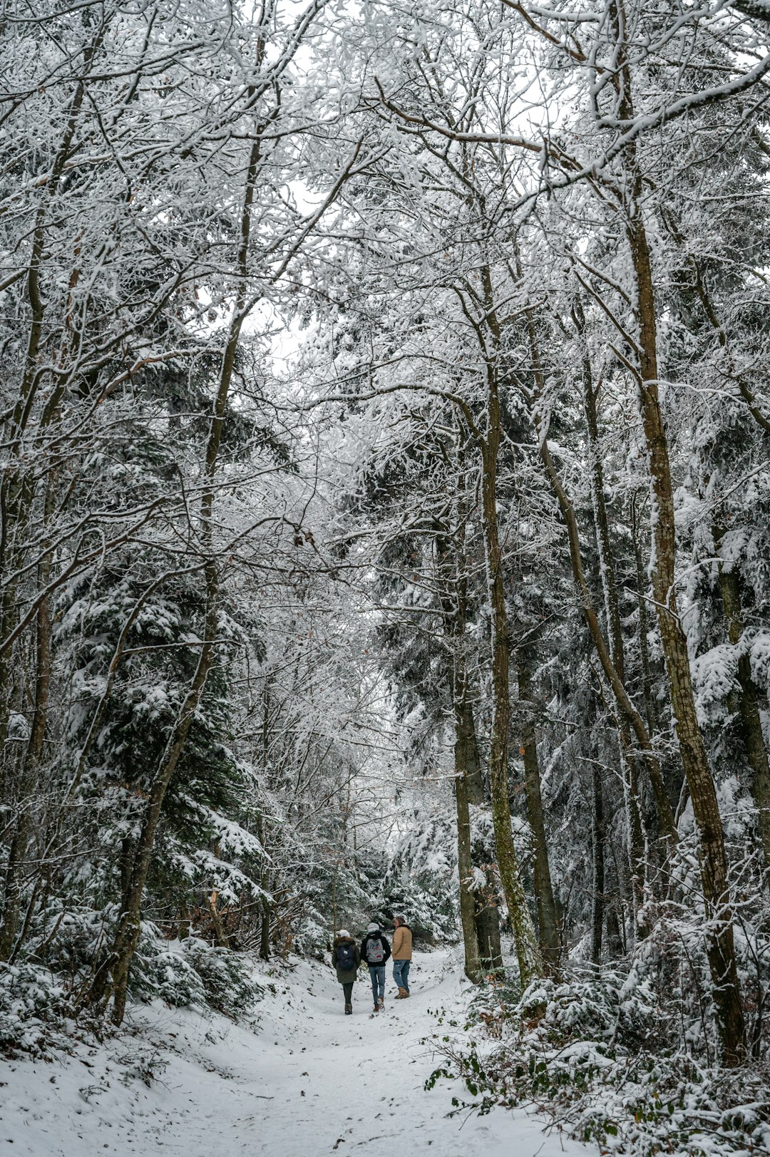 person in black jacket standing on snow covered ground surrounded by bare trees during daytime