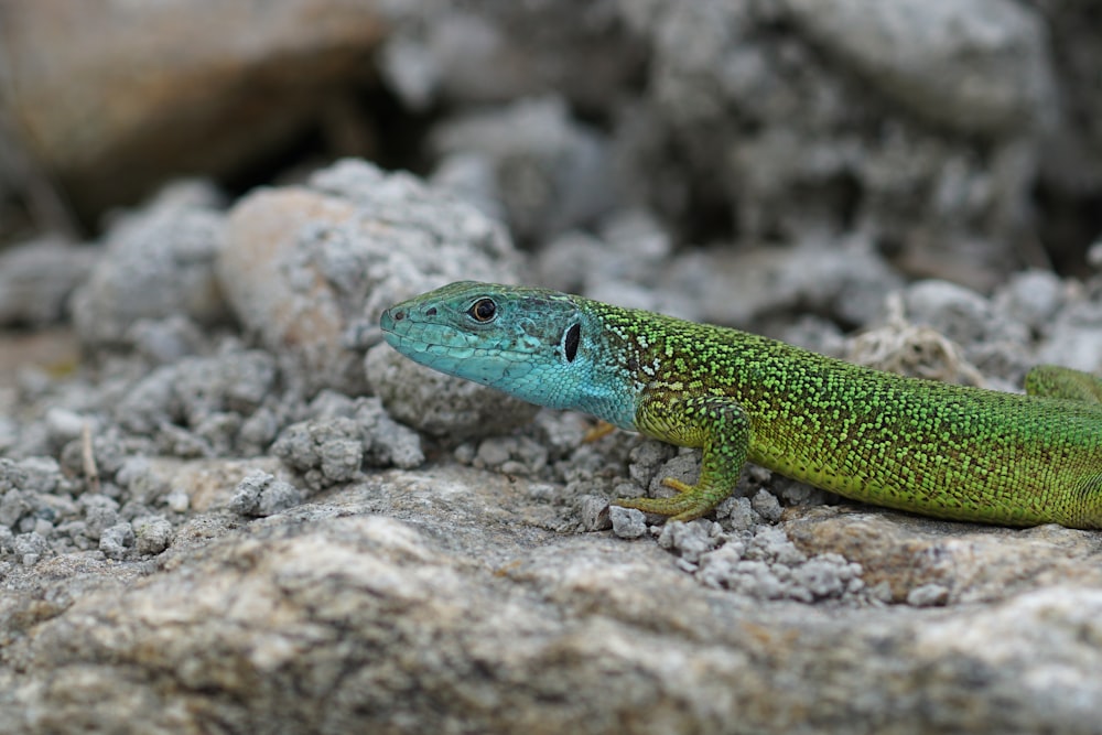 green lizard on gray rock