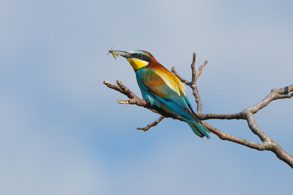 pássaro verde e amarelo no galho marrom da árvore durante o dia
